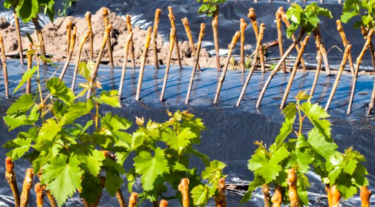 grape cuttings