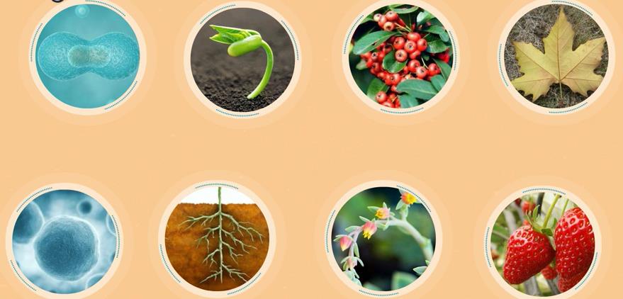 Plant Growth Regulators Promote Plant Development