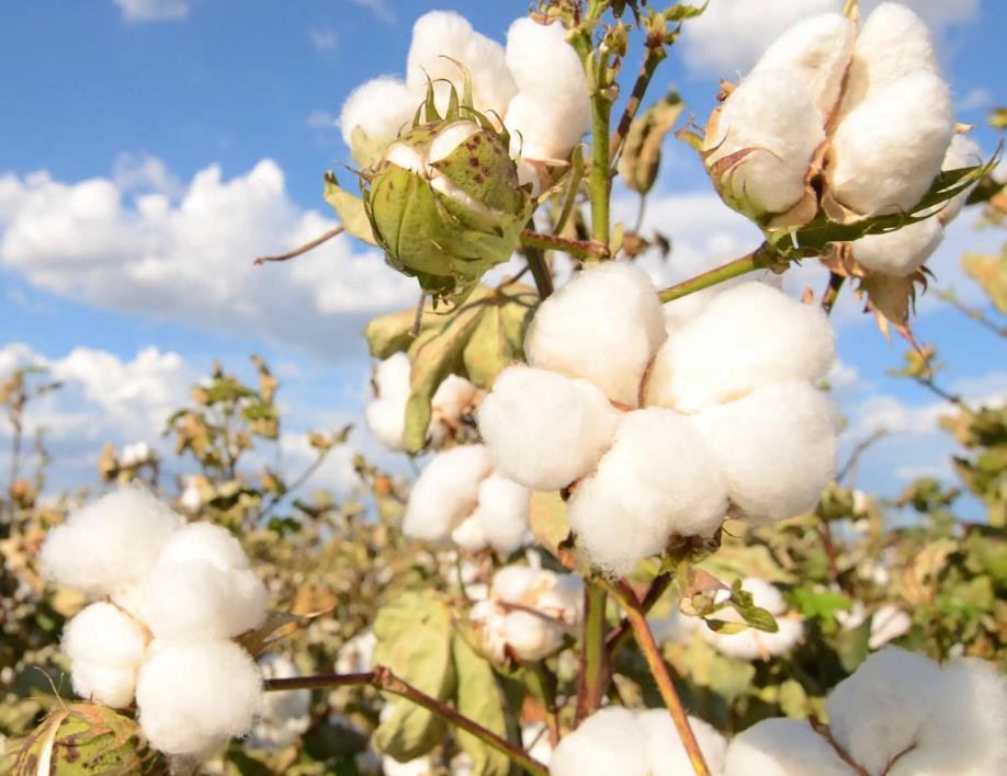 Cotton