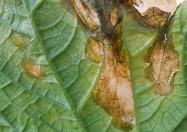 Bacterial blight of cucumber