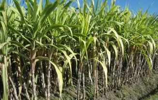sugar cane