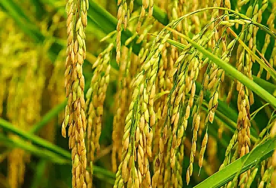 rice