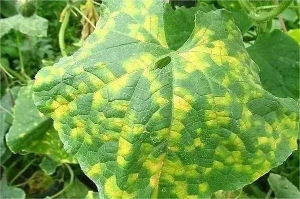 downy mildew downy mildew