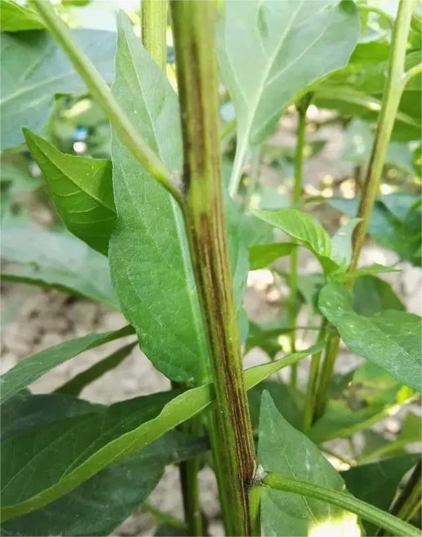 late blight late blight