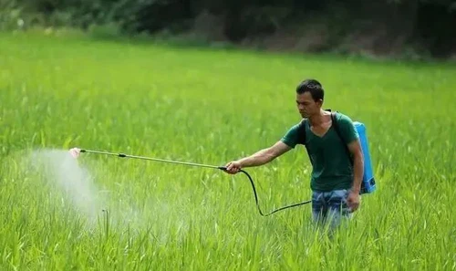 Brassinolide Brassinolide