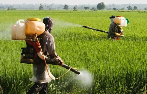 Brassinolide Brassinolide