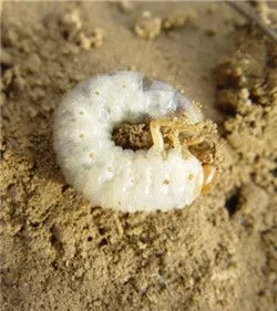 Grubs Grubs