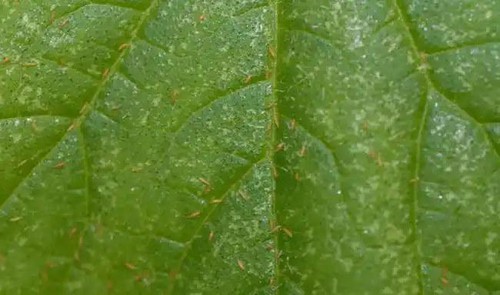 Thrips Thrips